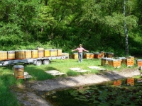 Bienenvölker und Natur_20
