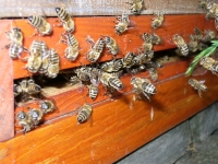 Innenansichten eines Bienenvolkes_1