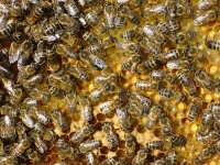 Innenansichten eines Bienenvolkes