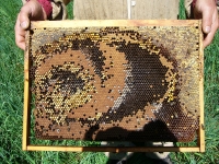 Innenansichten eines Bienenvolkes_6