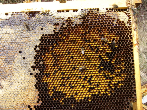 Weidenpollen eingelagert in einer Bienenwabe