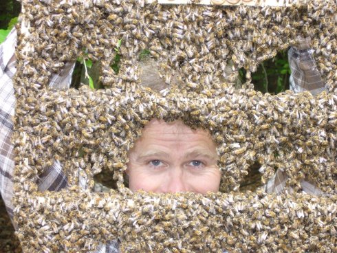 Blick durch ein Rähmchen voller Bienen